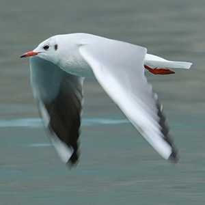 Black-headed Gull